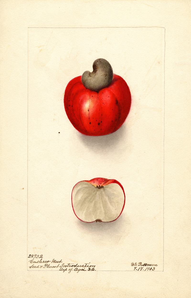 Anacardium occidentale by Дебора Гриском Пассмор, 1903 — digital art print download