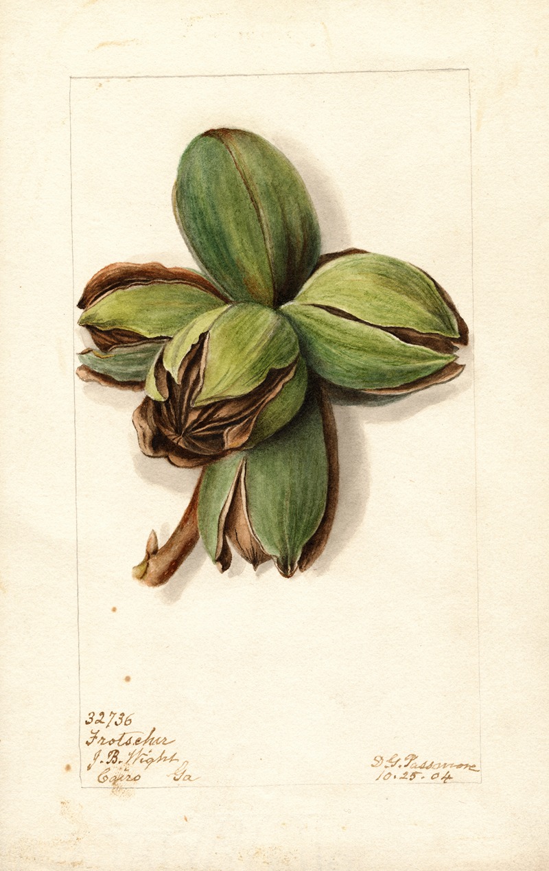 Carya: Frotscher by Дебора Гриском Пассмор, 1904 — digital art print download