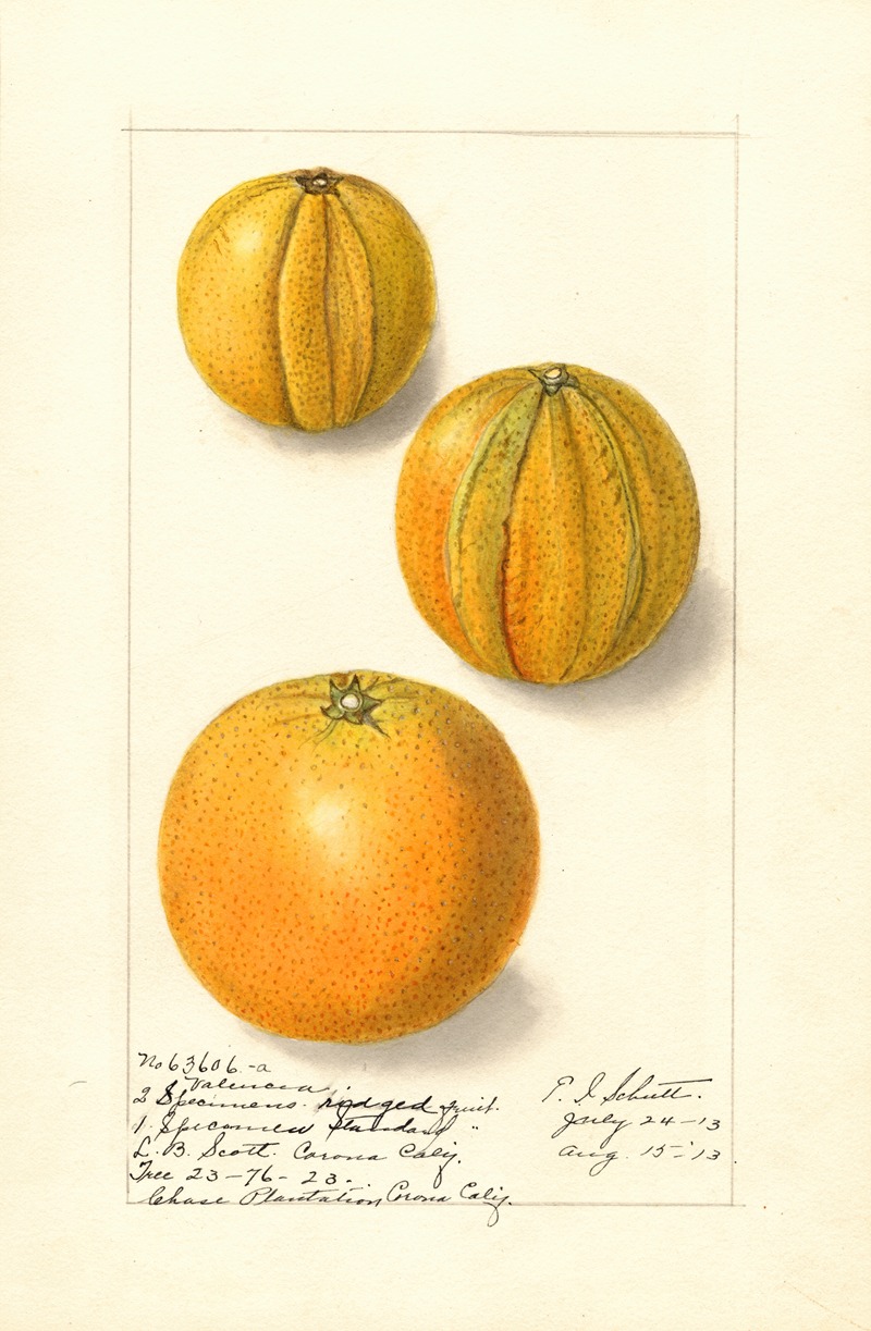 Citrus sinensis: Valencia by Ellen Isham Schutt, 1913 — digital art print download