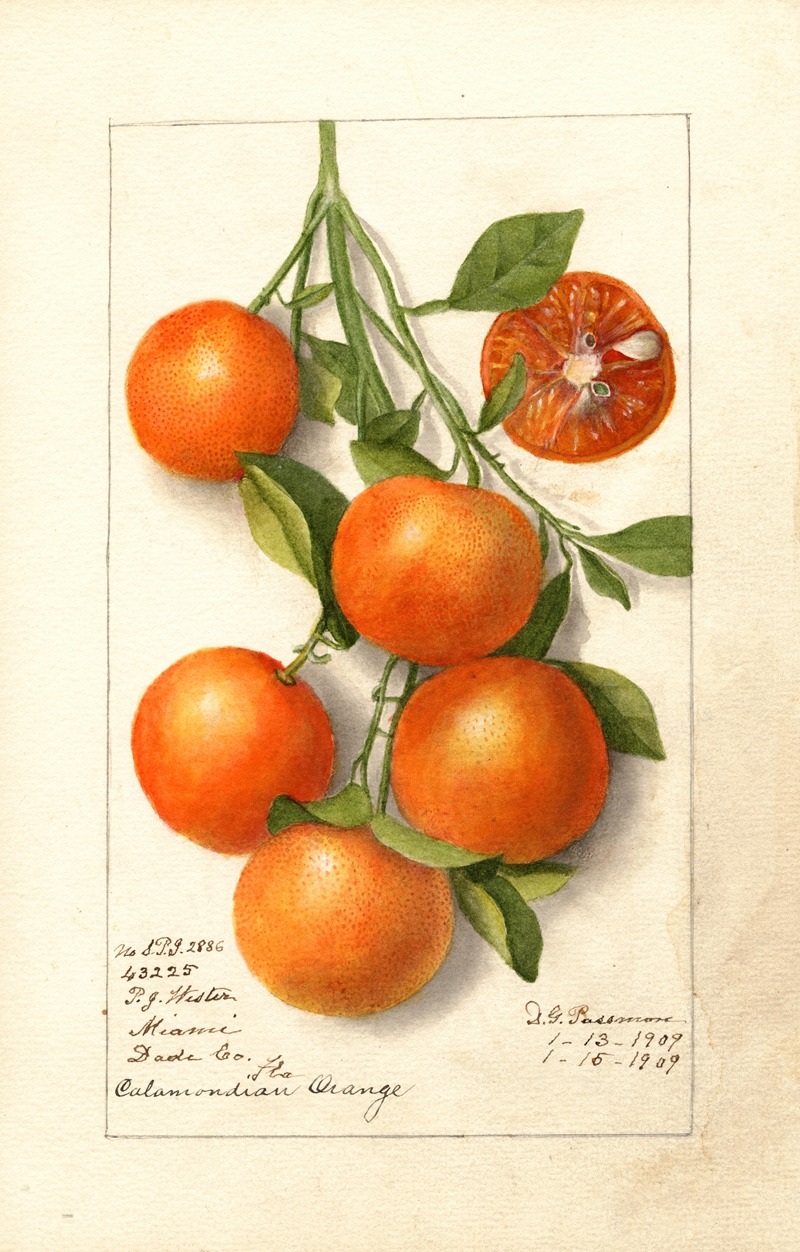 Citrus: Calamondian by Дебора Гриском Пассмор, 1919 — digital art print download