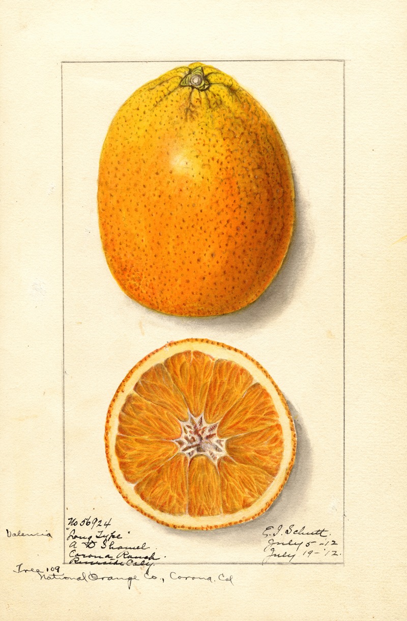 Citrus sinensis: Valencia by Ellen Isham Schutt, 1912 — digital art print download
