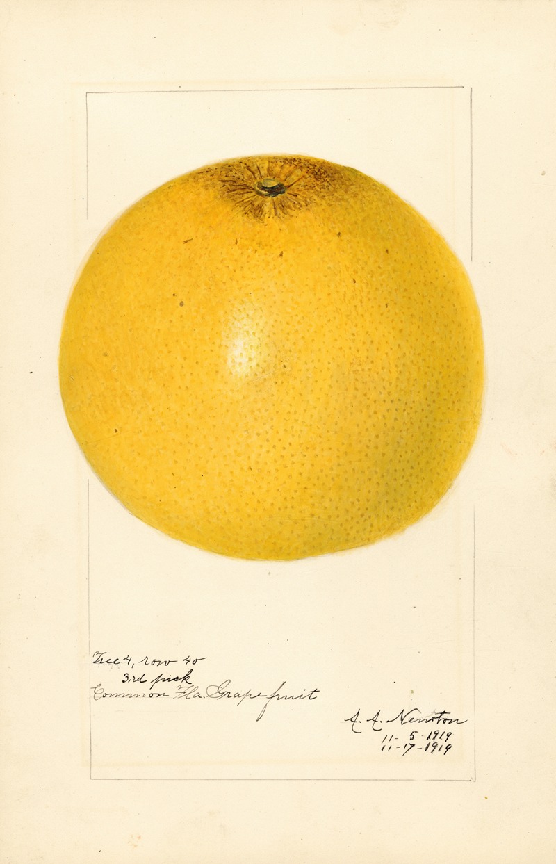 Citrus paradisi by Amanda Almira Newton, 1919 — digital art print download