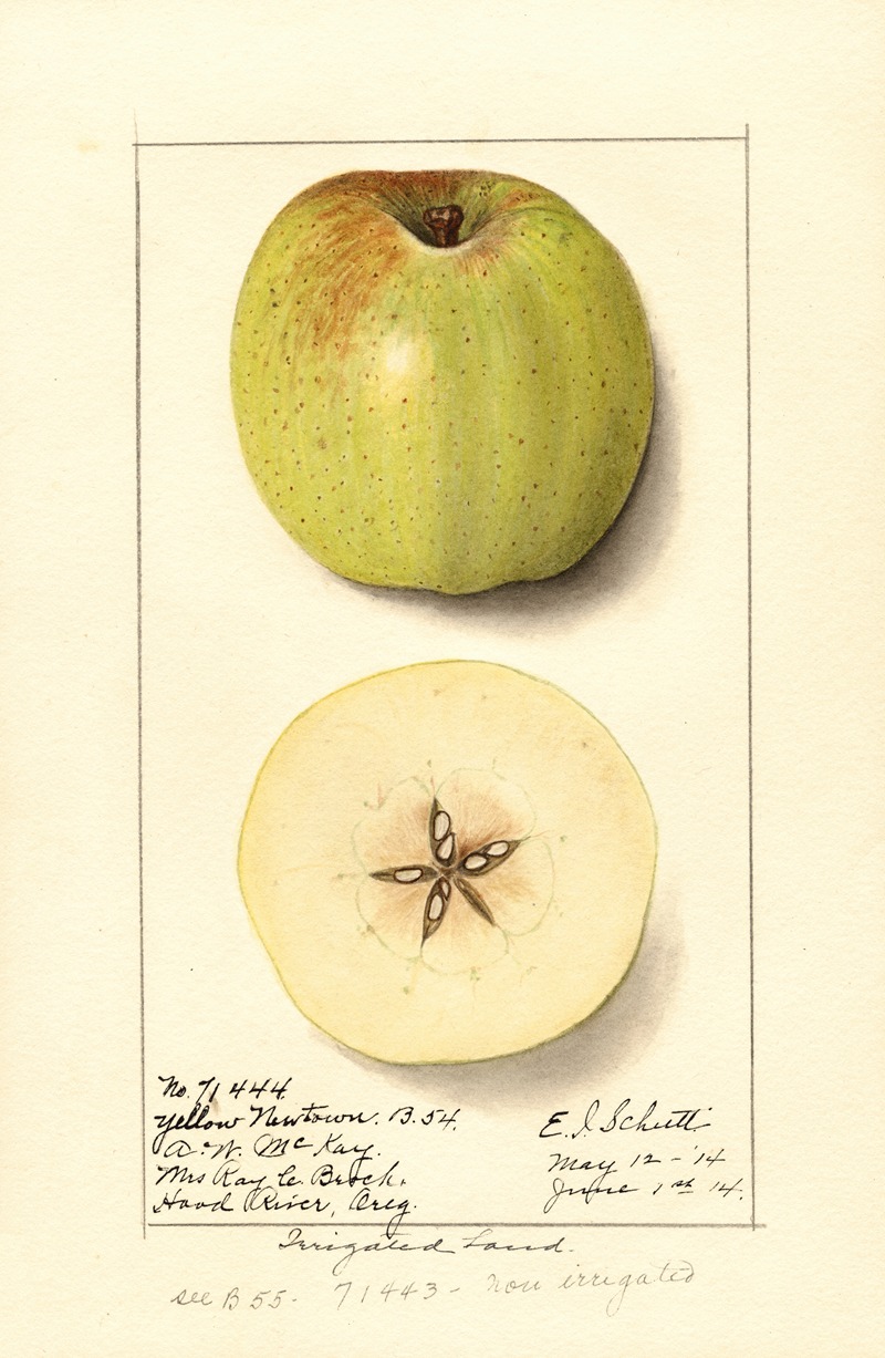 Malus domestica: Yellow Newtown — Ellen Isham Schutt