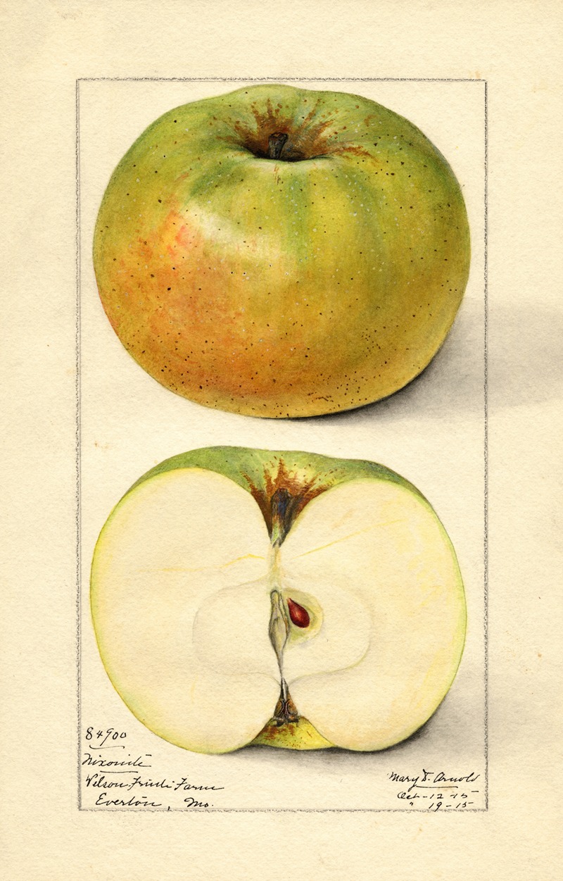 Malus domestica: Nixonite by Mary Daisy Arnold, 1915 — digital art print download