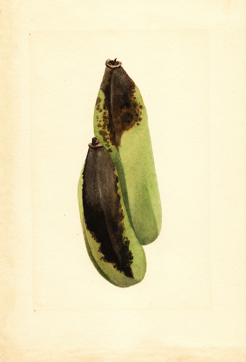 Musa by James Marion Shull, 1919 — digital art print download