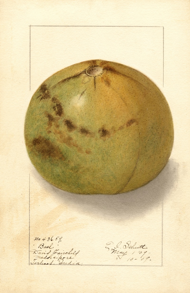 Aegle marmelos by Ellen Isham Schutt, 1909 — digital art print download