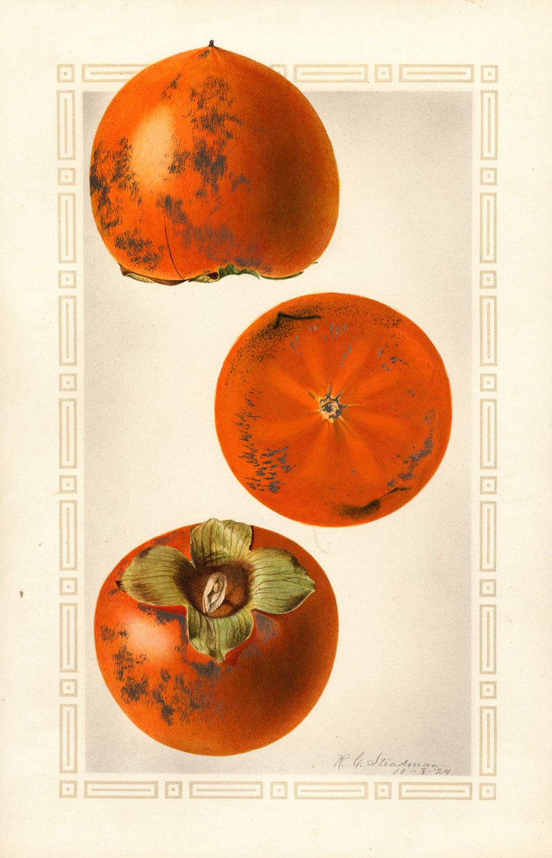 Diospyros: Tane Nashi by Royal Charles Steadman, 1924 — digital art print download