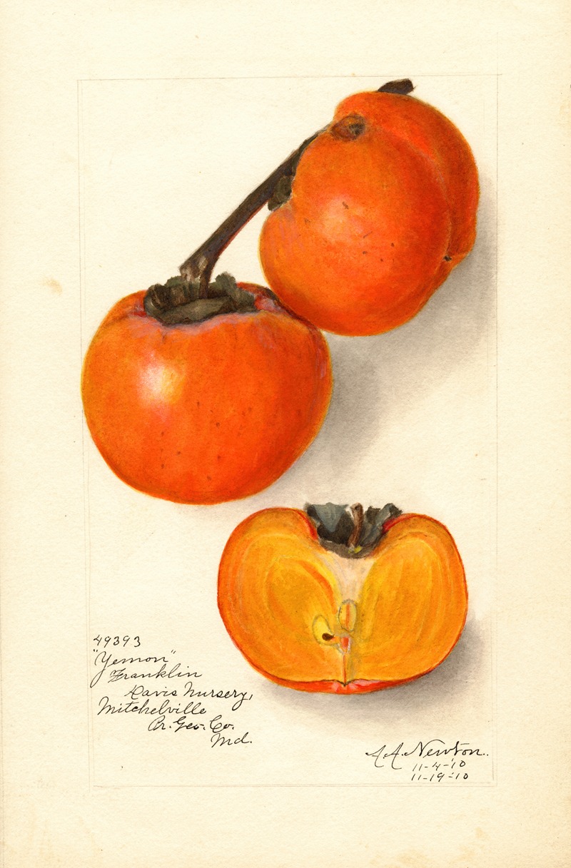 Diospyros: Yemon by Amanda Almira Newton, 1910 — digital art print download