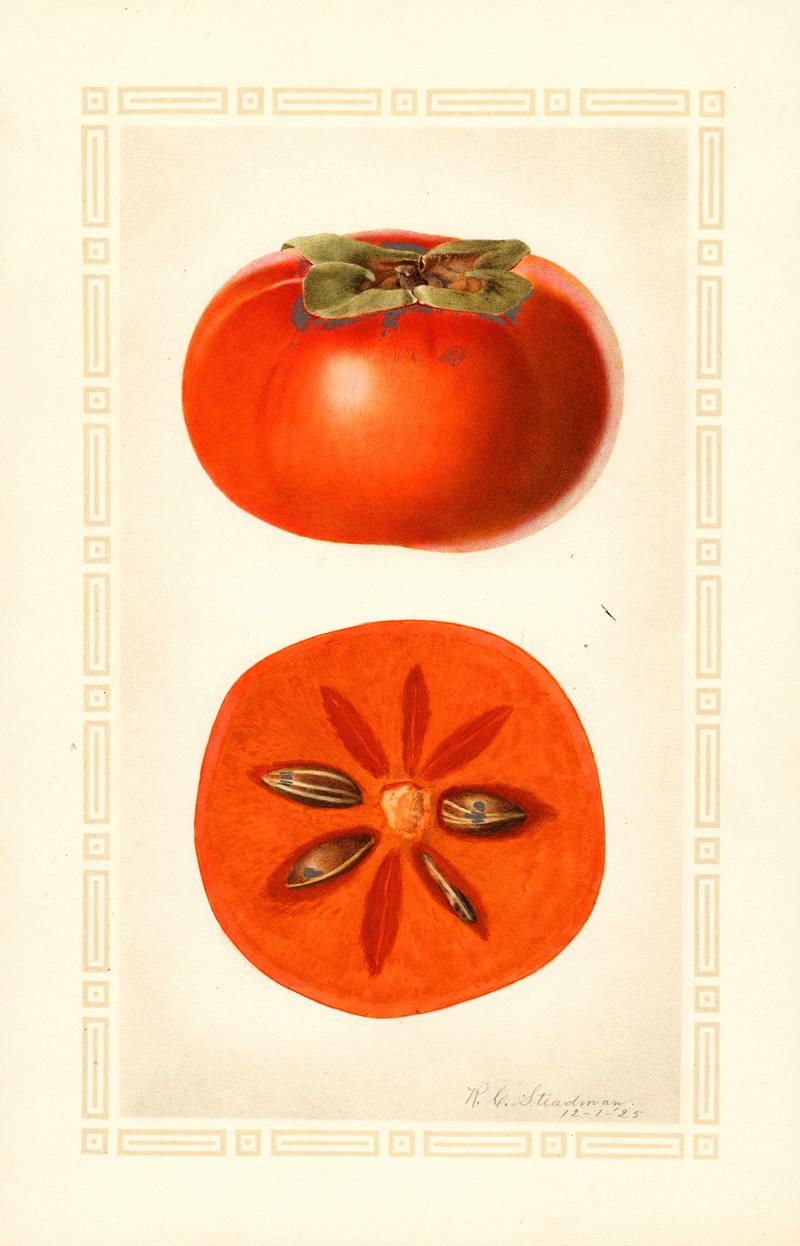 Diospyros: Fuyu — Royal Charles Steadman