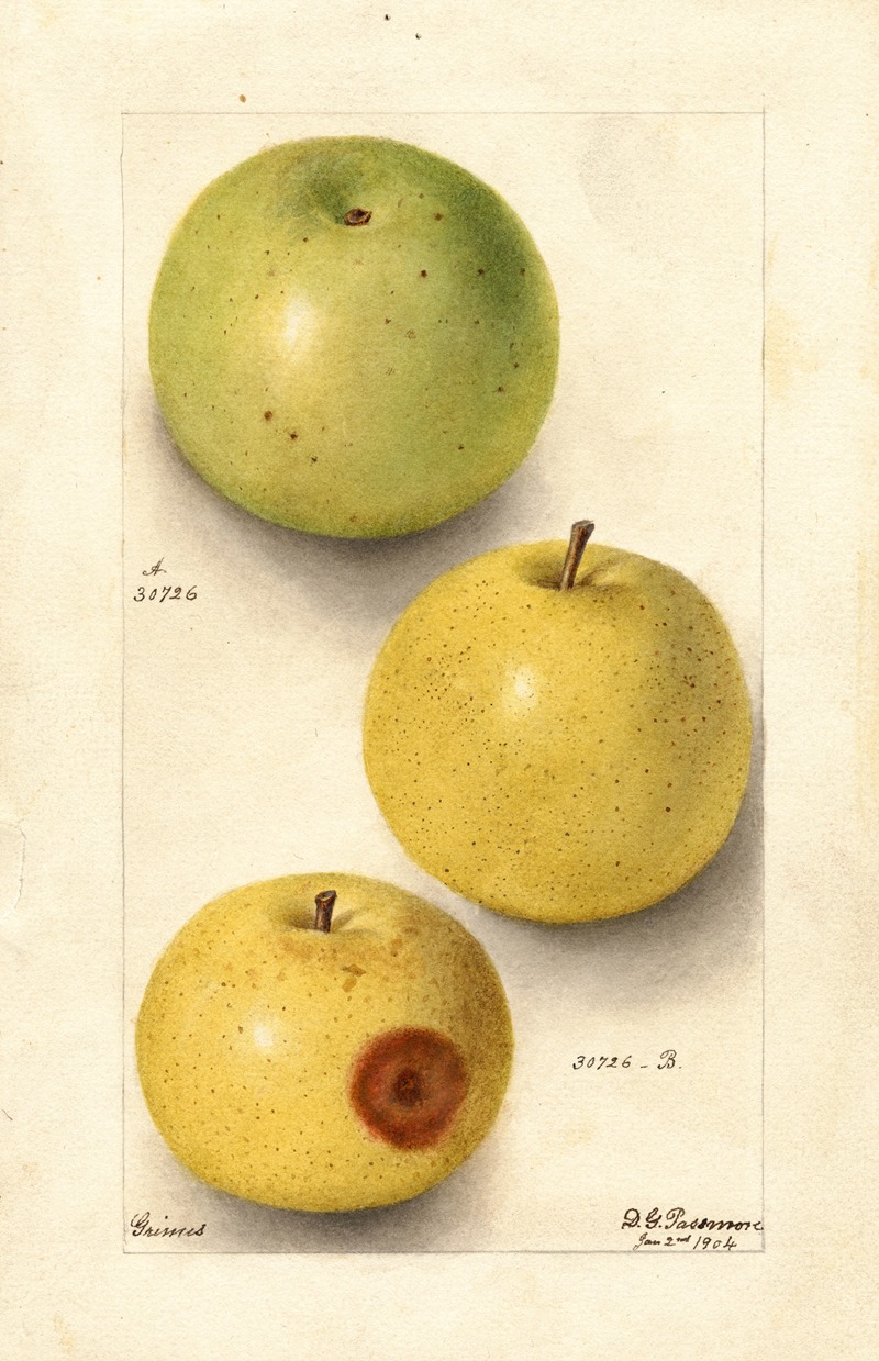 Malus domestica: Grimes by Дебора Гриском Пассмор, 1904 — digital art print download