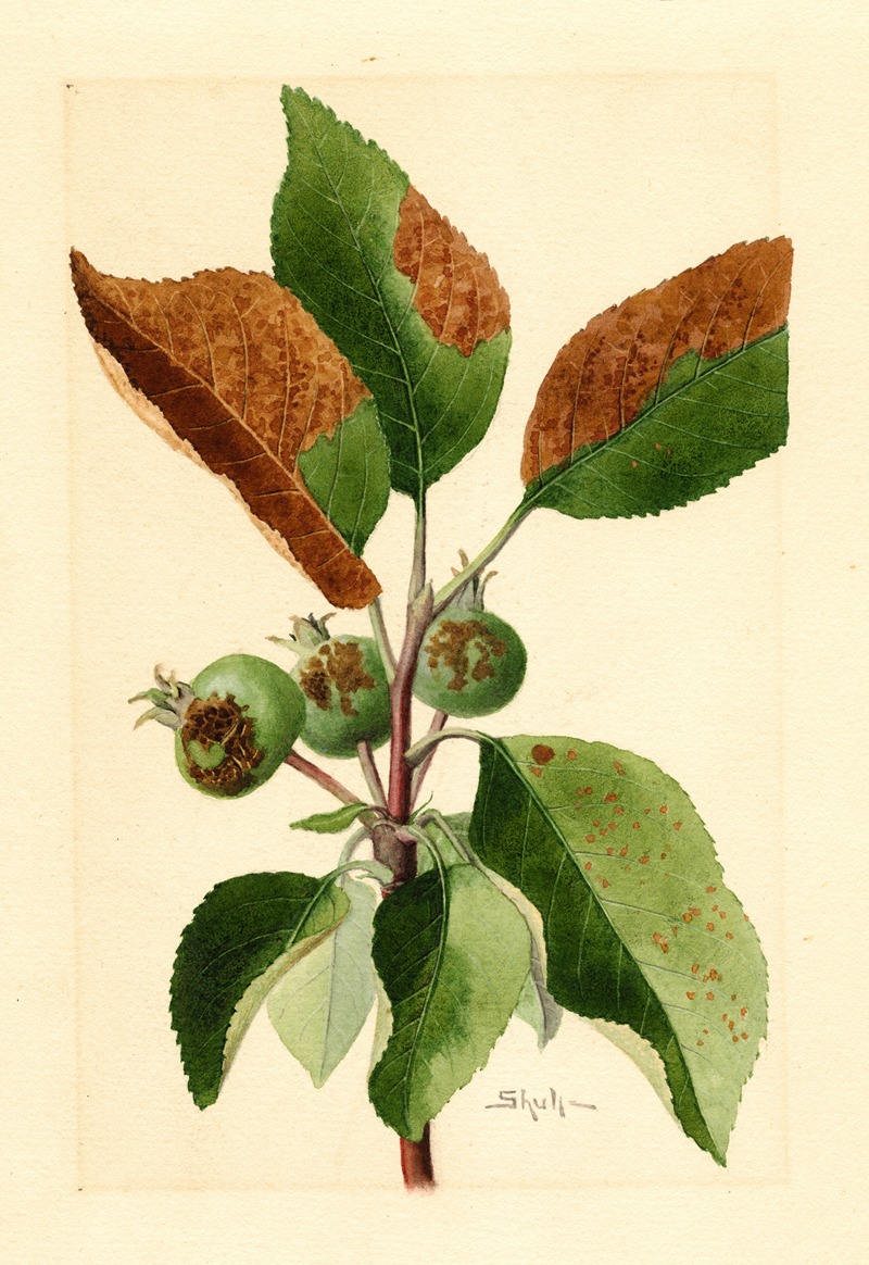 Malus domestica by James Marion Shull, 1911 — digital art print download