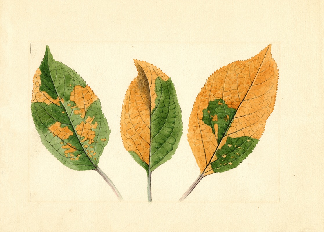 Malus domestica by James Marion Shull, 1911 — digital art print download