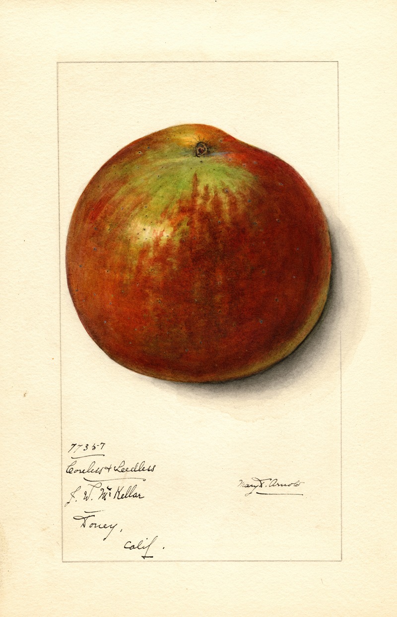 Malus domestica: Coreless & Seedless by Mary Daisy Arnold, 1914 — digital art print download