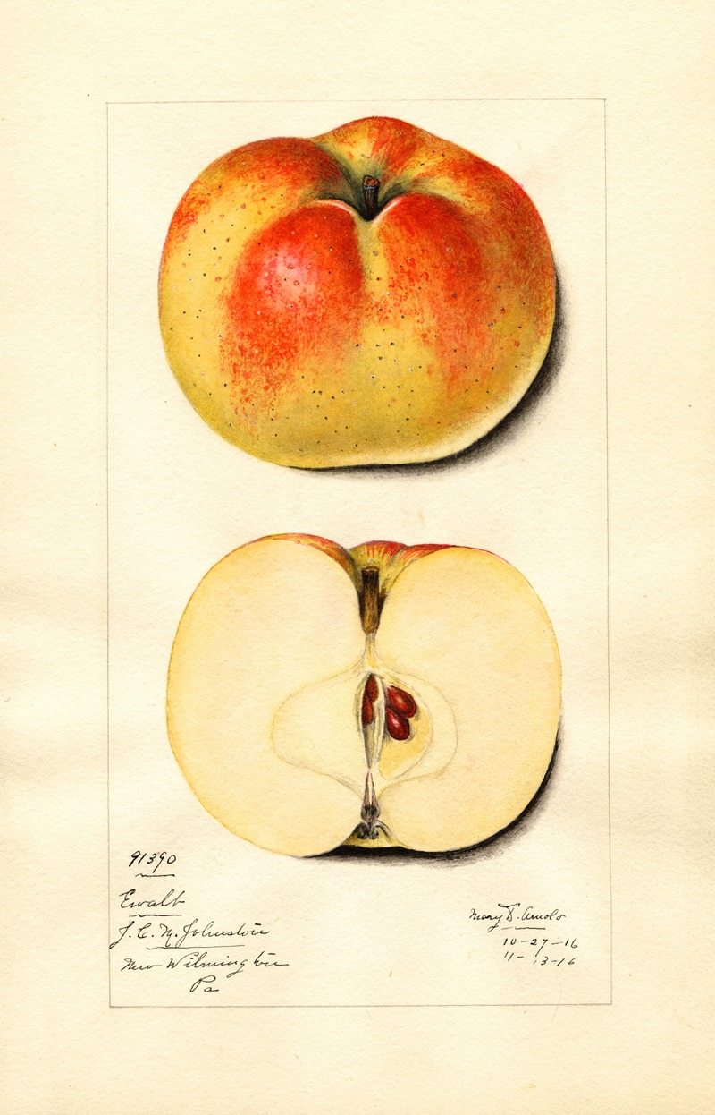 Malus domestica: Ewalt by Mary Daisy Arnold, 1916 — digital art print download
