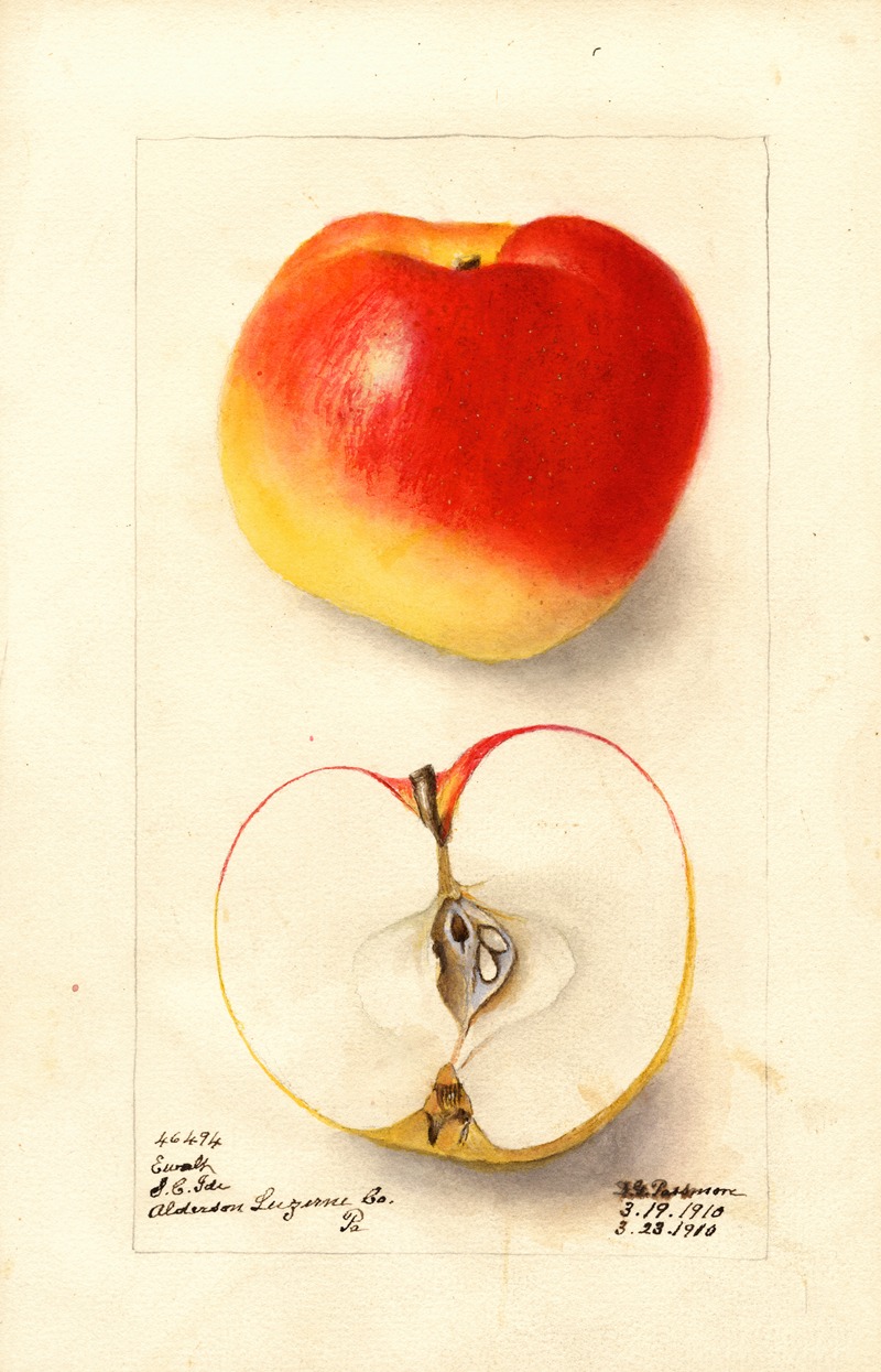 Malus domestica: Ewalt by Дебора Гриском Пассмор, 1910 — digital art print download
