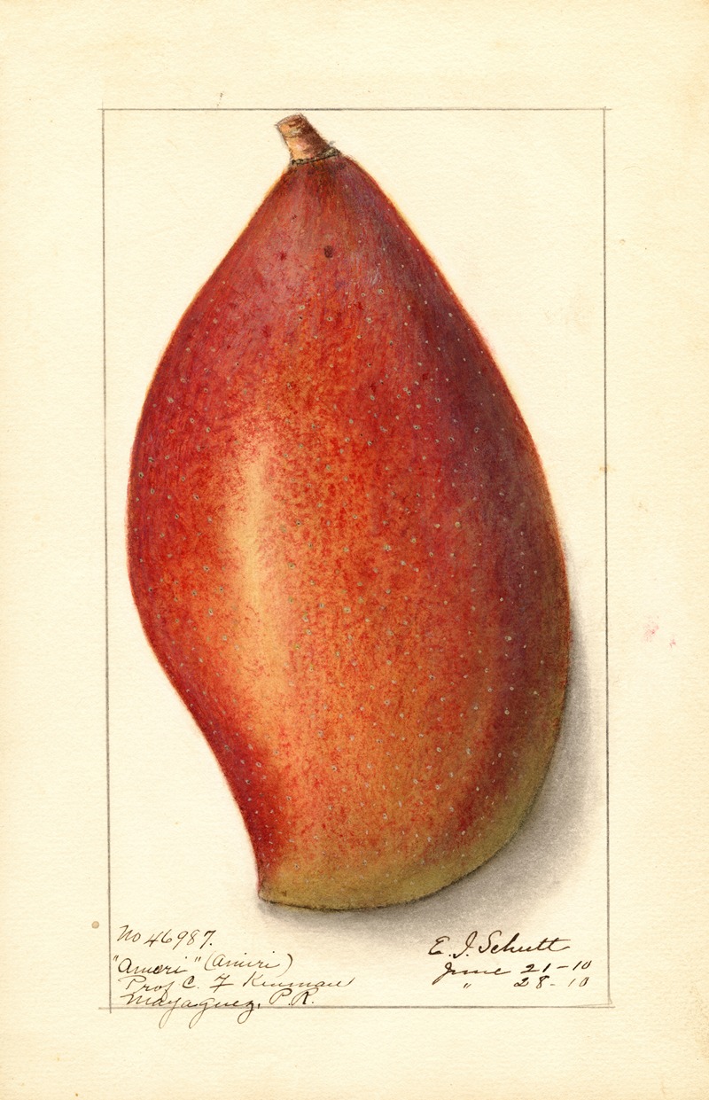 Mangifera indica: Ameeri by Ellen Isham Schutt, 1910 — digital art print download