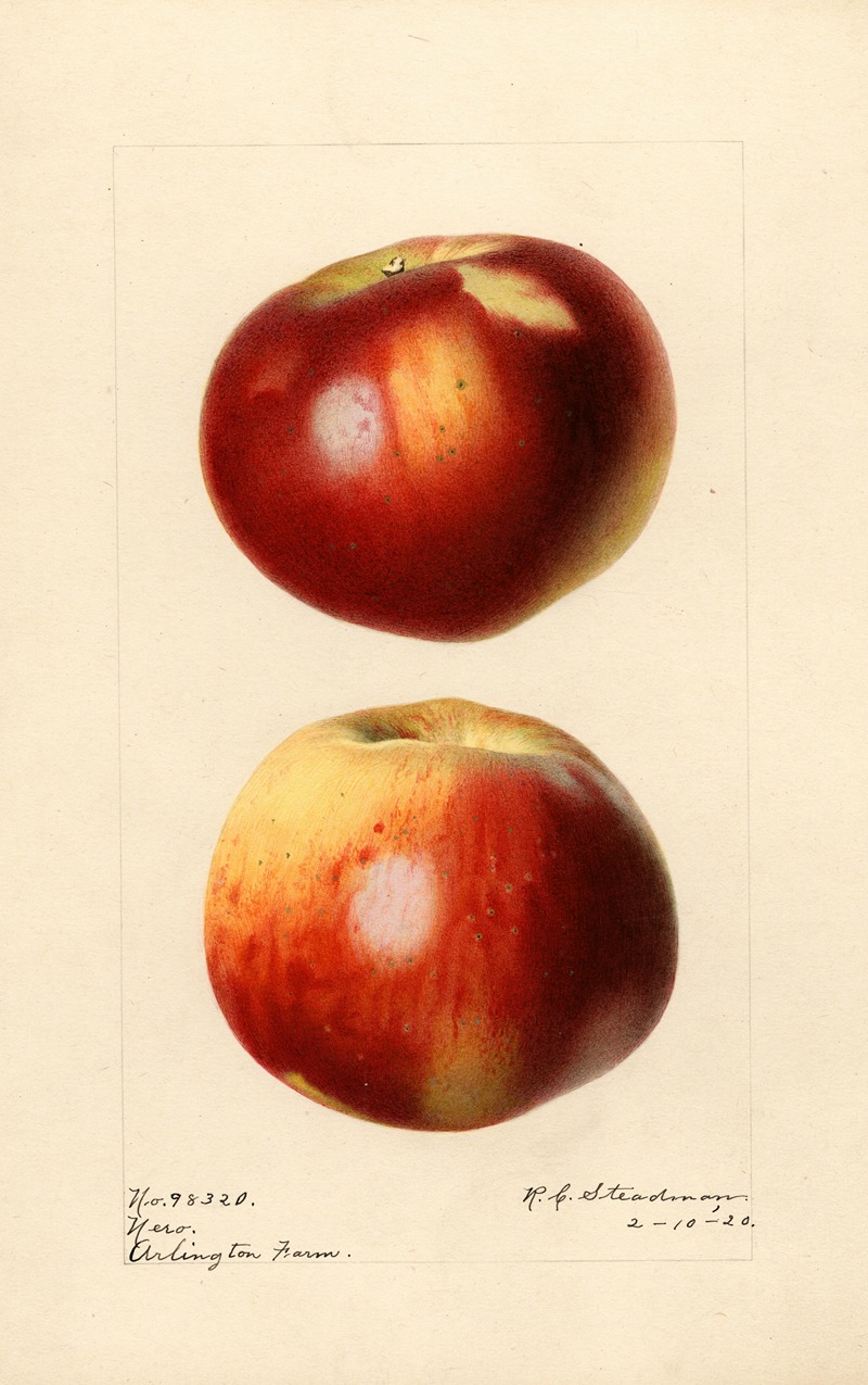 Malus domestica: Nero by Royal Charles Steadman, 1920 — digital art print download
