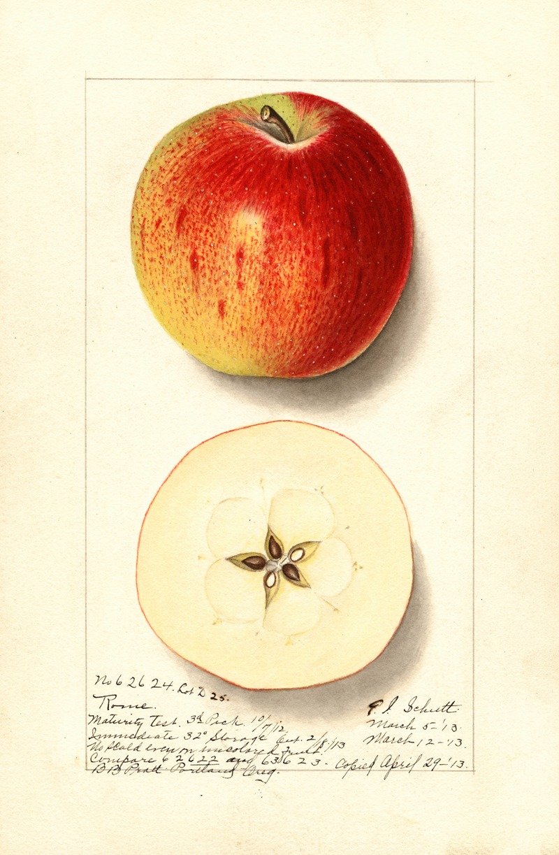 Malus domestica: Rome by Ellen Isham Schutt, 1913 — digital art print download