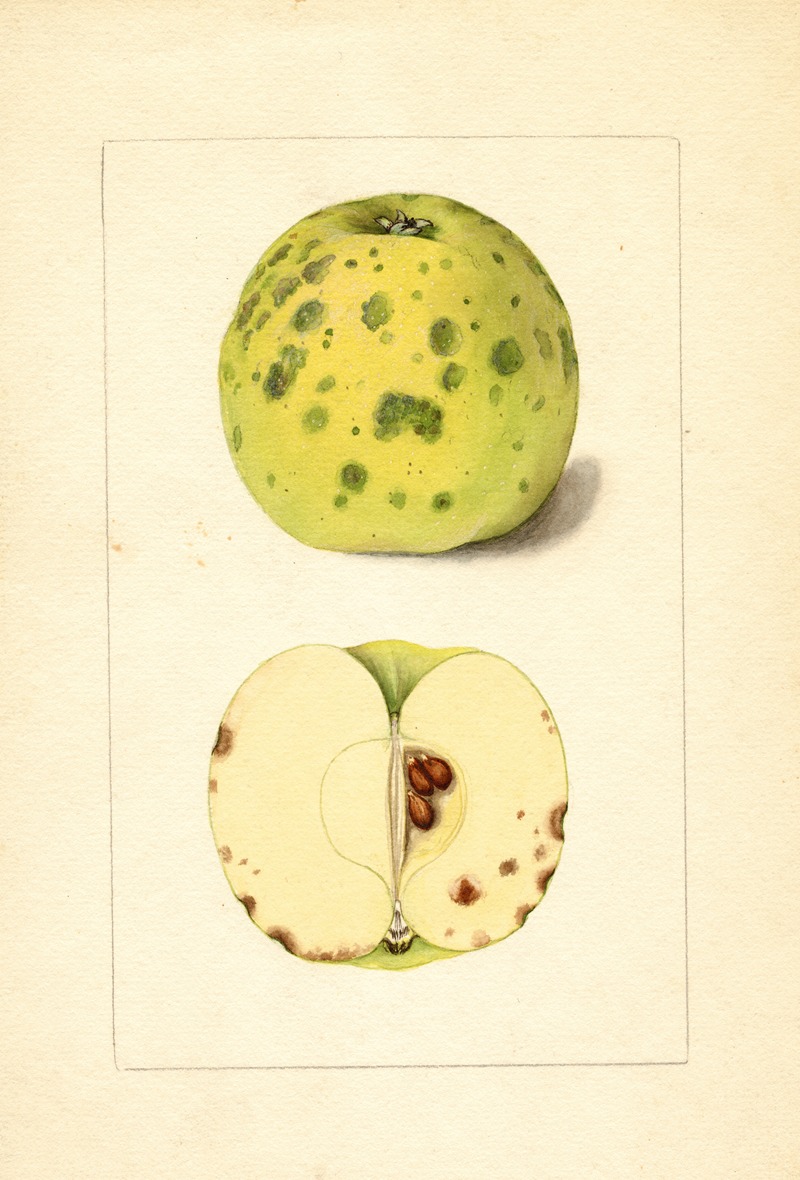 Malus domestica by Аноним — digital art print download