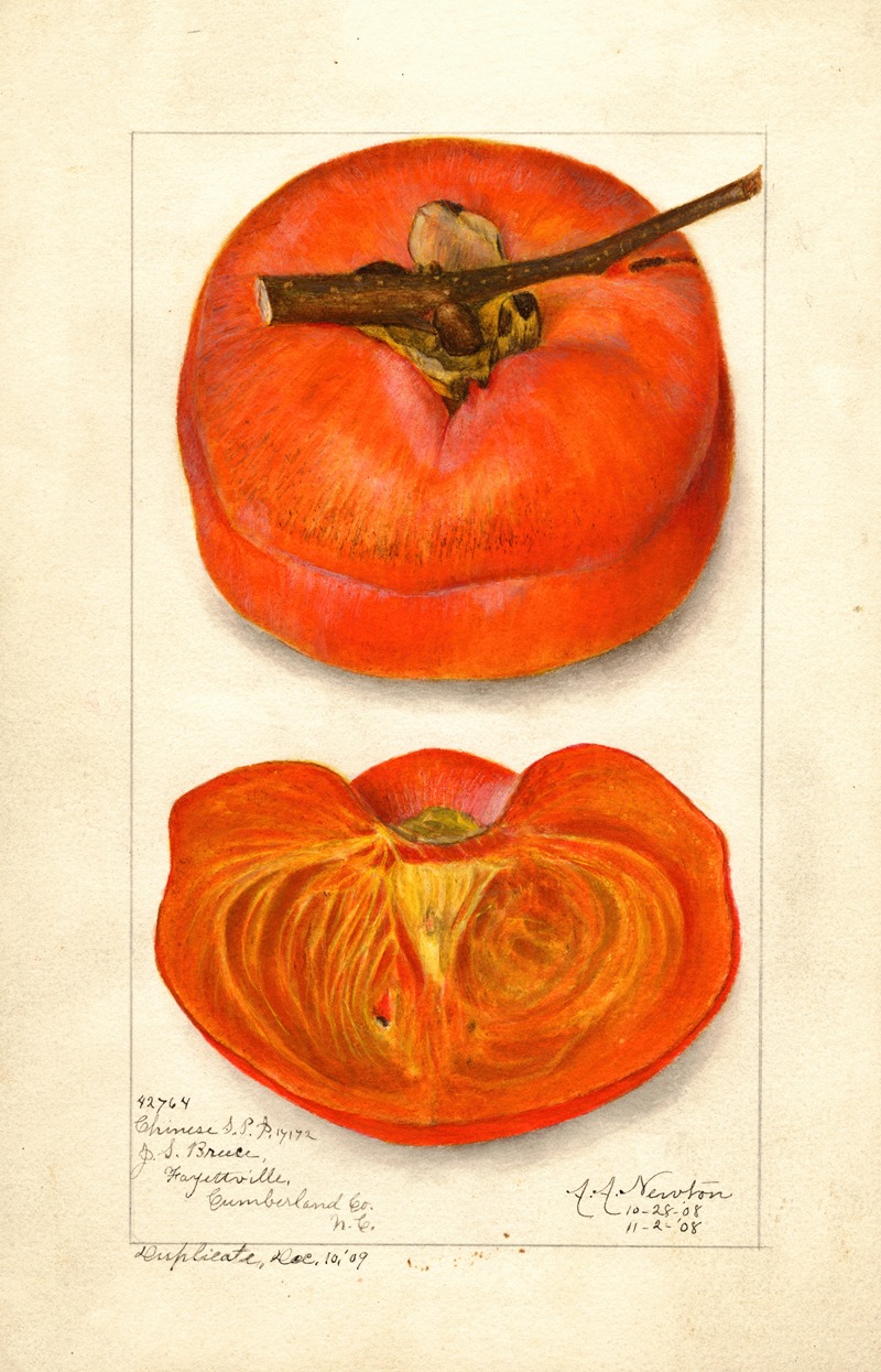 Diospyros: Chinese by Amanda Almira Newton, 1908 — digital art print download