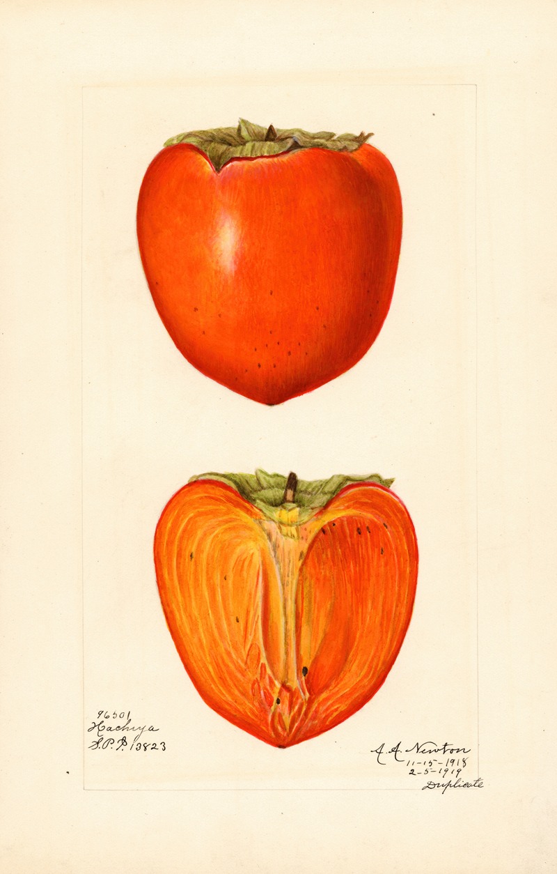 Diospyros: Hachiya by Amanda Almira Newton, 1913 — digital art print download