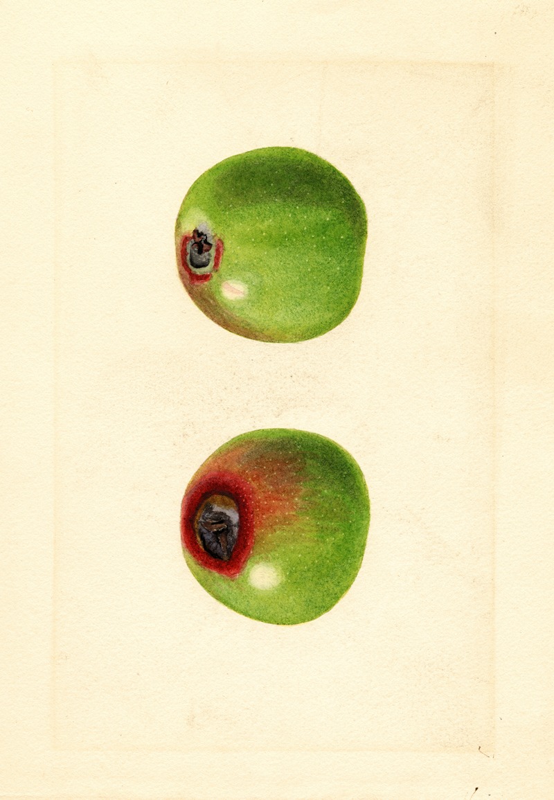 Malus domestica by James Marion Shull, 1912 — digital art print download