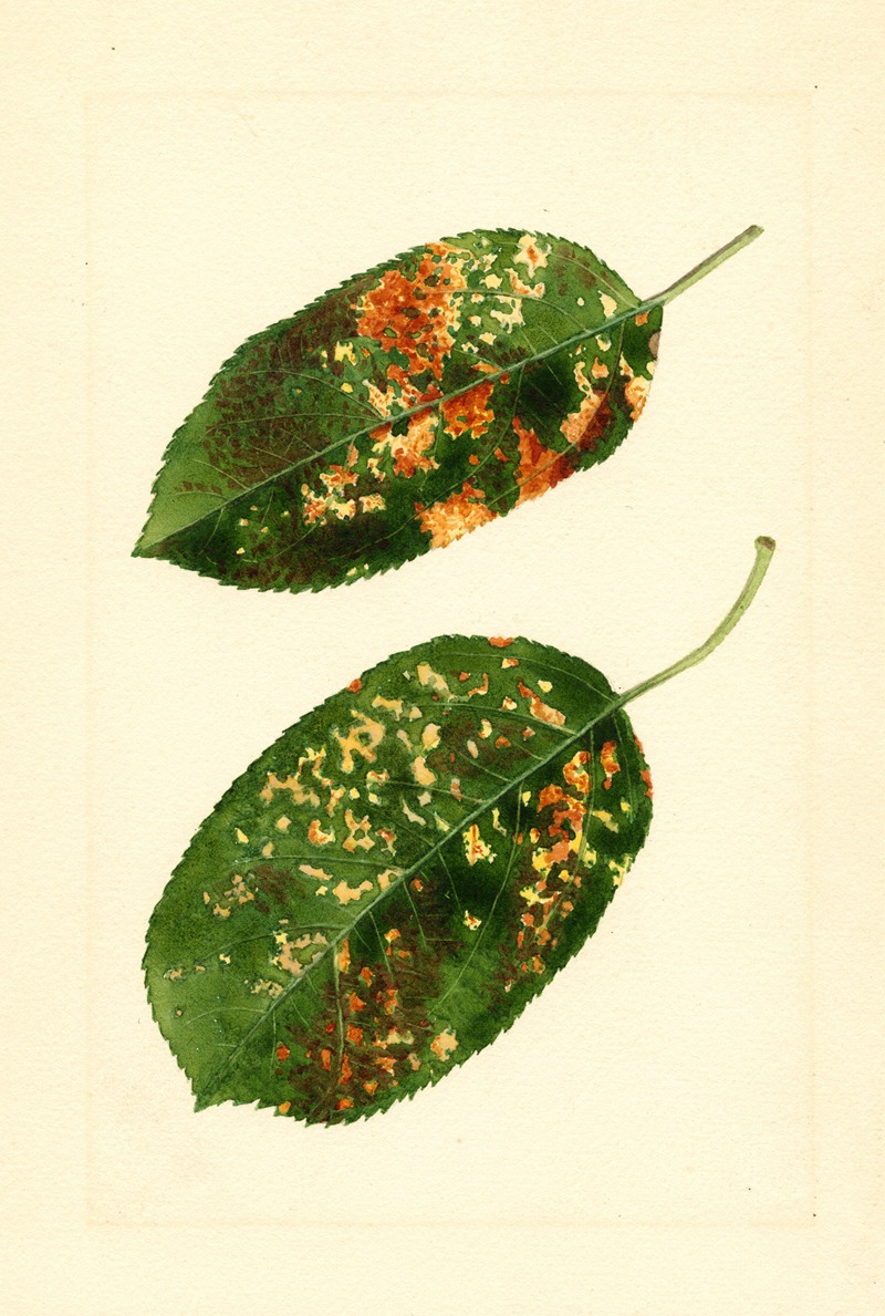 Malus domestica: Gravenstein by James Marion Shull, 1912 — digital art print download
