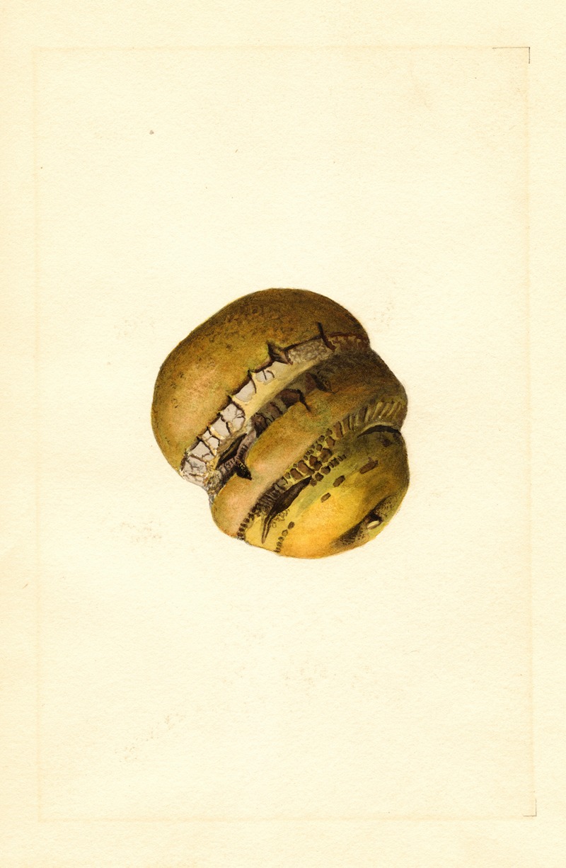 Malus domestica by James Marion Shull, 1910 — digital art print download