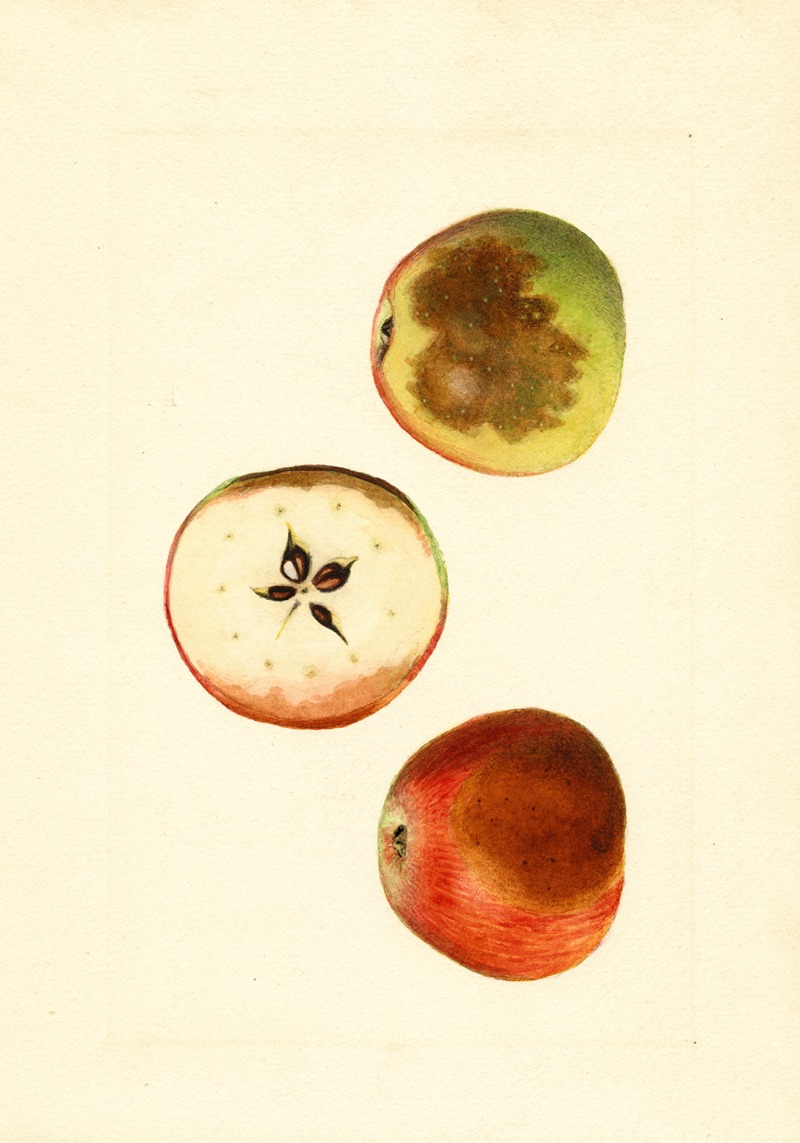 Malus domestica: Ben Davis by James Marion Shull, 1918 — digital art print download