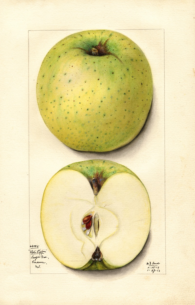 Malus domestica: White Pippin by Mary Daisy Arnold, 1913 — digital art print download