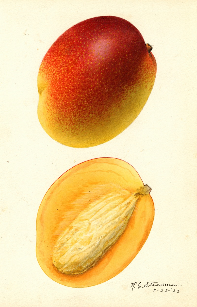 Mangifera indica: Hayden by Royal Charles Steadman, 1923 — digital art print download