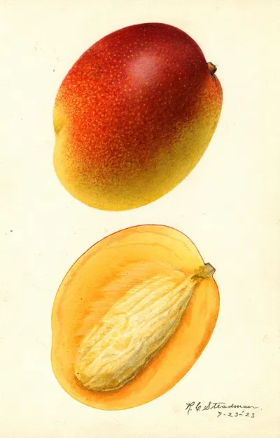 Mangifera indica: Hayden by Royal Charles Steadman, 1923 — digital art print download