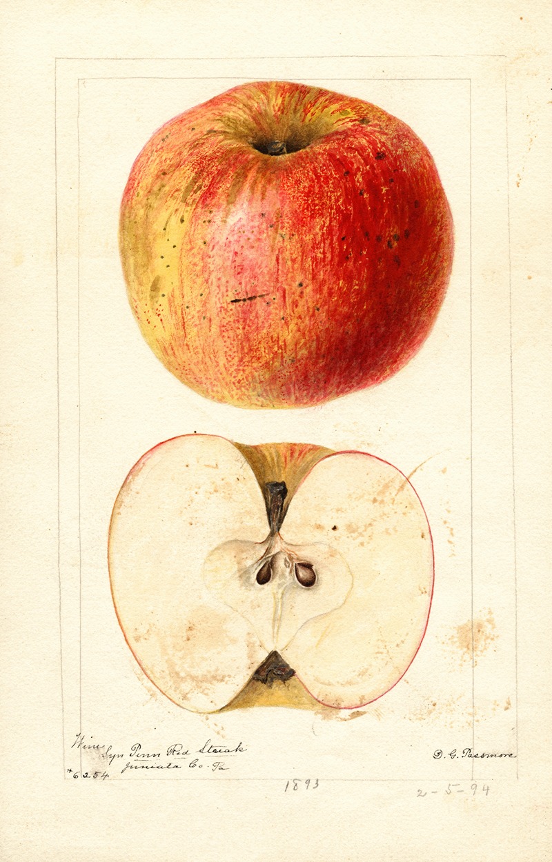 Malus domestica: Wine by Дебора Гриском Пассмор, 1894 — digital art print download