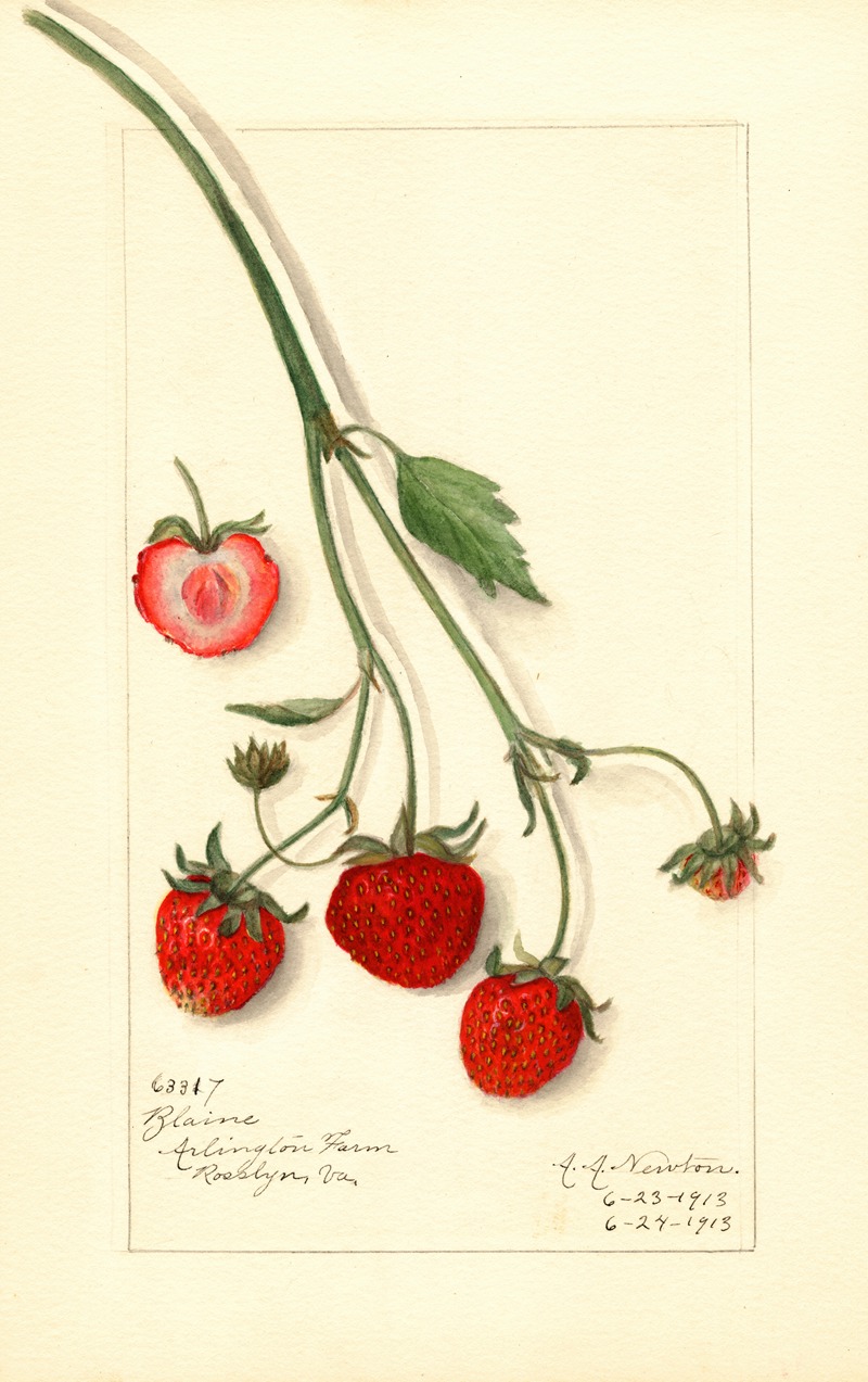 Fragaria: Blaine by Amanda Almira Newton, 1913 — digital art print download
