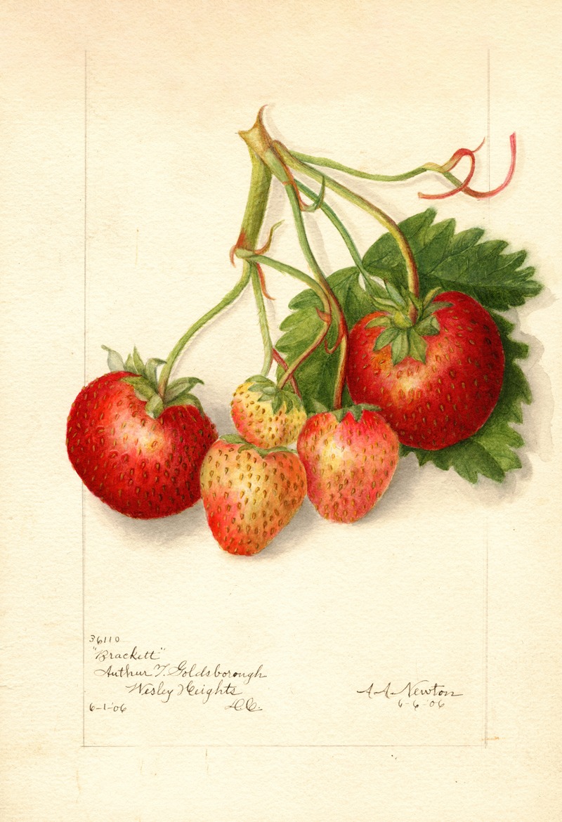 Fragaria: Brackett by Amanda Almira Newton, 1906 — digital art print download