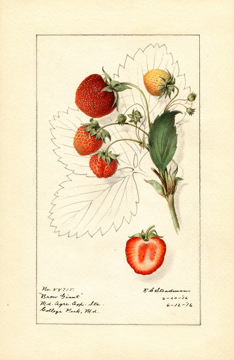 Fragaria: Brow Giant by Royal Charles Steadman, 1916 — digital art print download