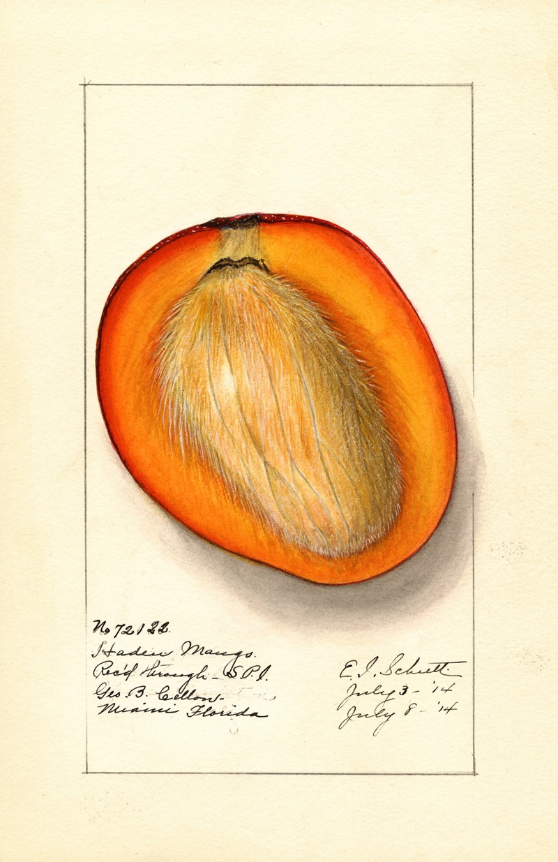 Mangifera indica: Haden by Ellen Isham Schutt, 1914 — digital art print download