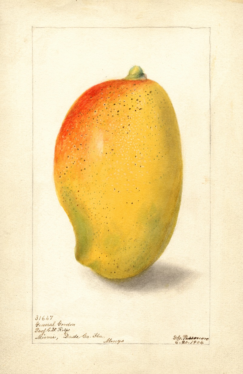 Mangifera indica: General Gordon by Дебора Гриском Пассмор, 1904 — digital art print download