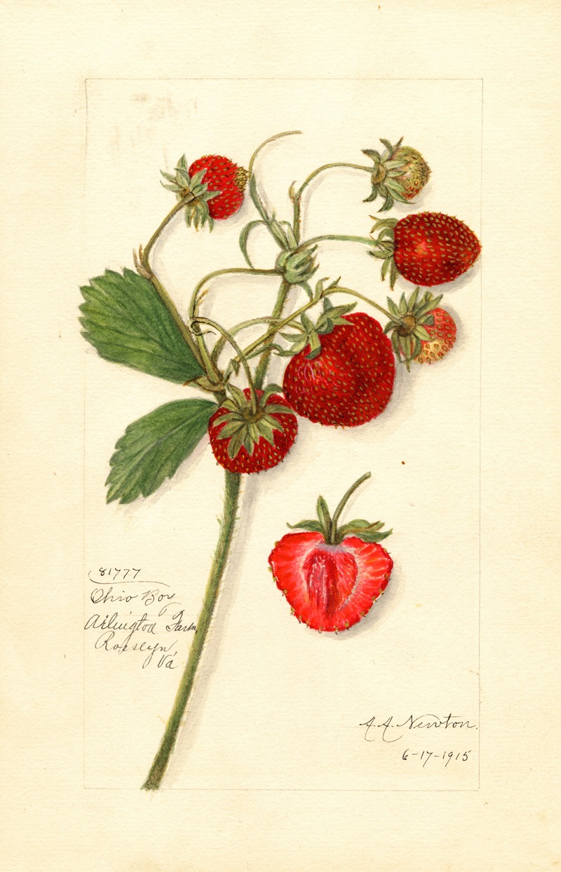 Fragaria: Ohio Bay by Amanda Almira Newton, 1915 — digital art print download