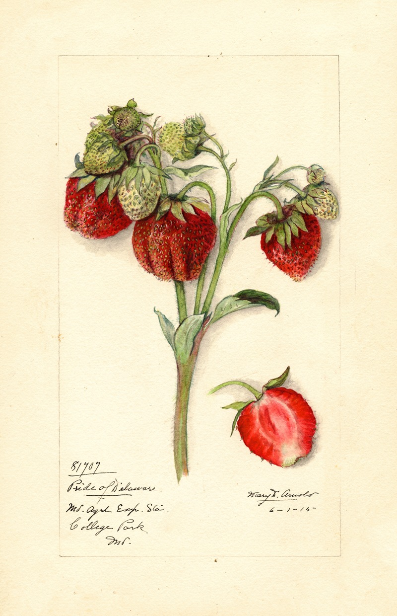 Fragaria: Pride of Delaware — Mary Daisy Arnold