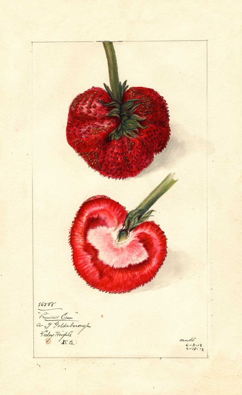 Fragaria: Princess Ena by Mary Daisy Arnold, 1912 — digital art print download