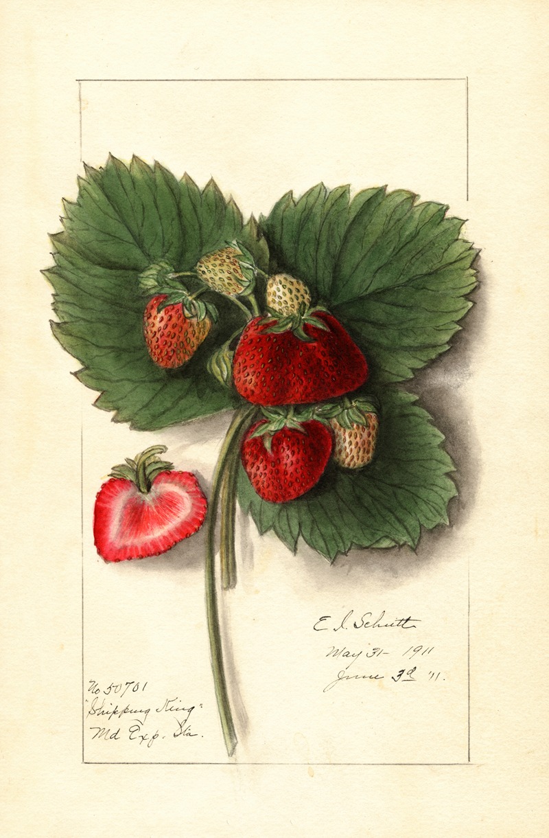 Fragaria: Shipping King by Ellen Isham Schutt, 1911 — digital art print download