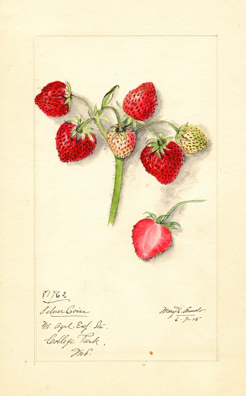 Fragaria: Silver Coin by Mary Daisy Arnold, 1915 — digital art print download