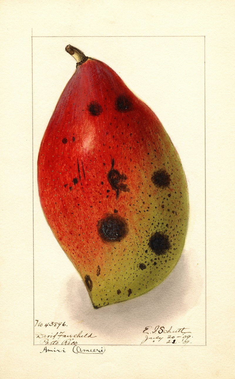Mangifera indica: Ameeri; Amiri — Ellen Isham Schutt