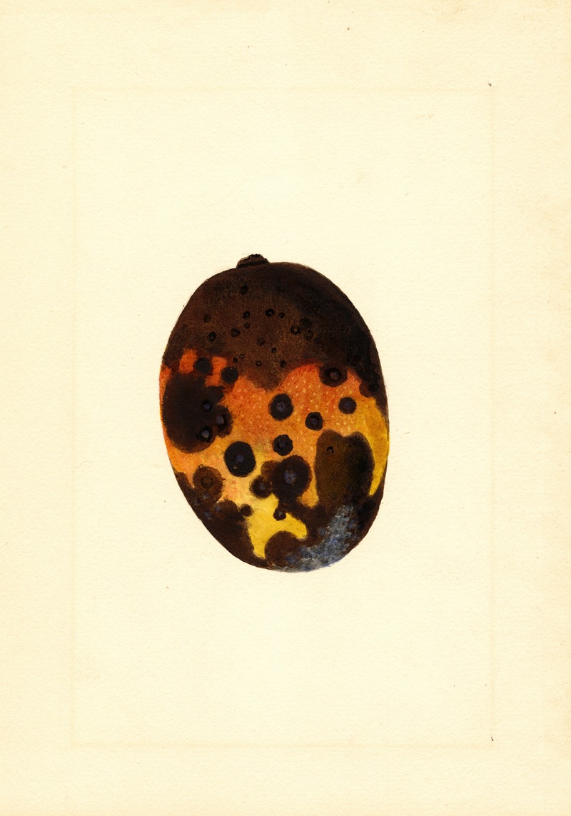 Mangifera indica: Fernandez — James Marion Shull
