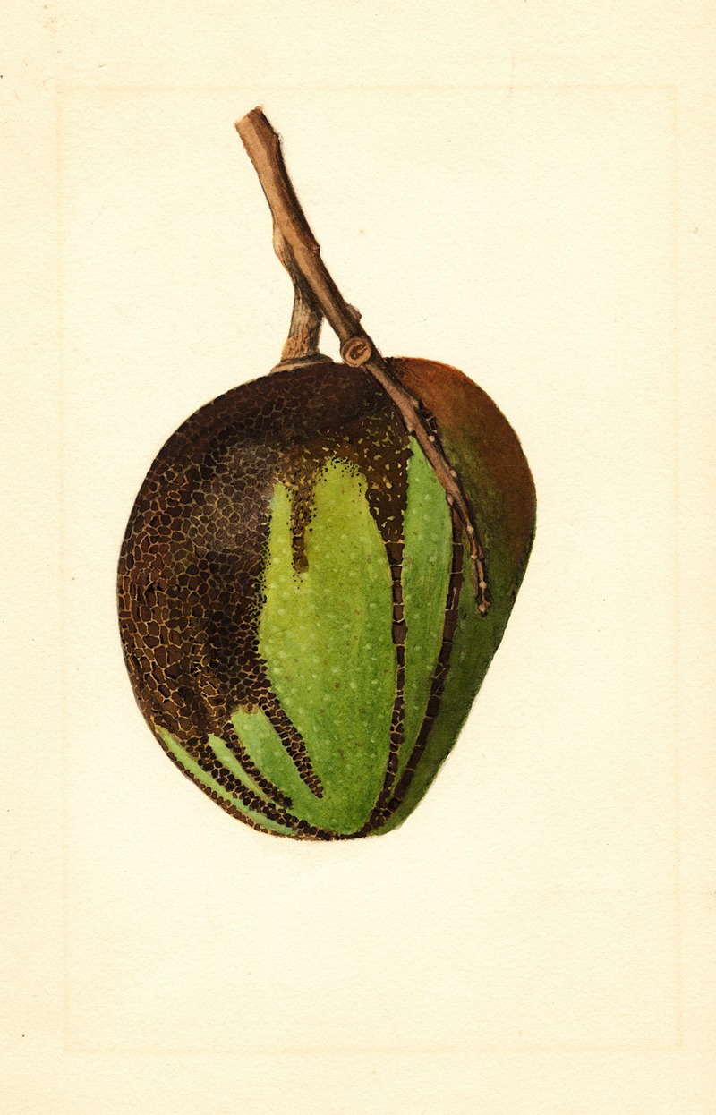 Mangifera indica: Bennett by James Marion Shull, 1912 — digital art print download