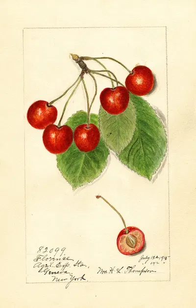 Prunus avium: Florence by Harriet L. Thompson, 1915 — digital art print download