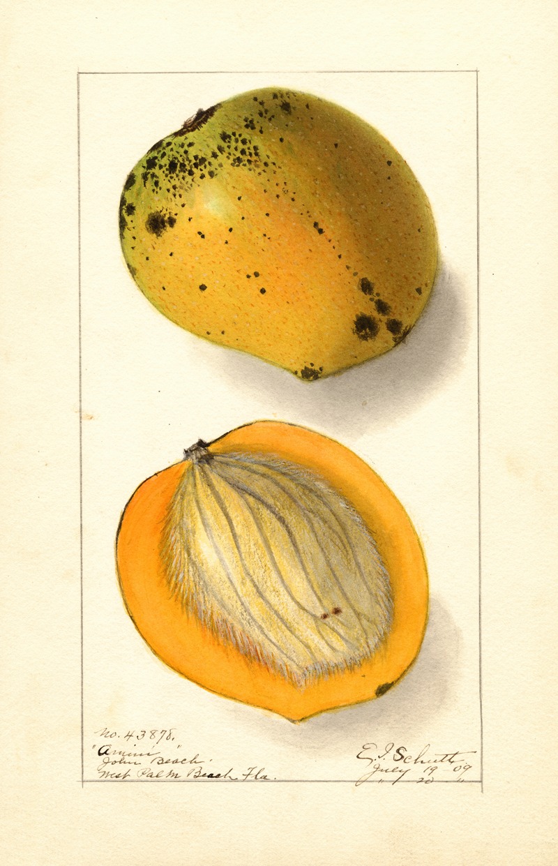 Mangifera indica: Amiri by Ellen Isham Schutt, 1909 — digital art print download