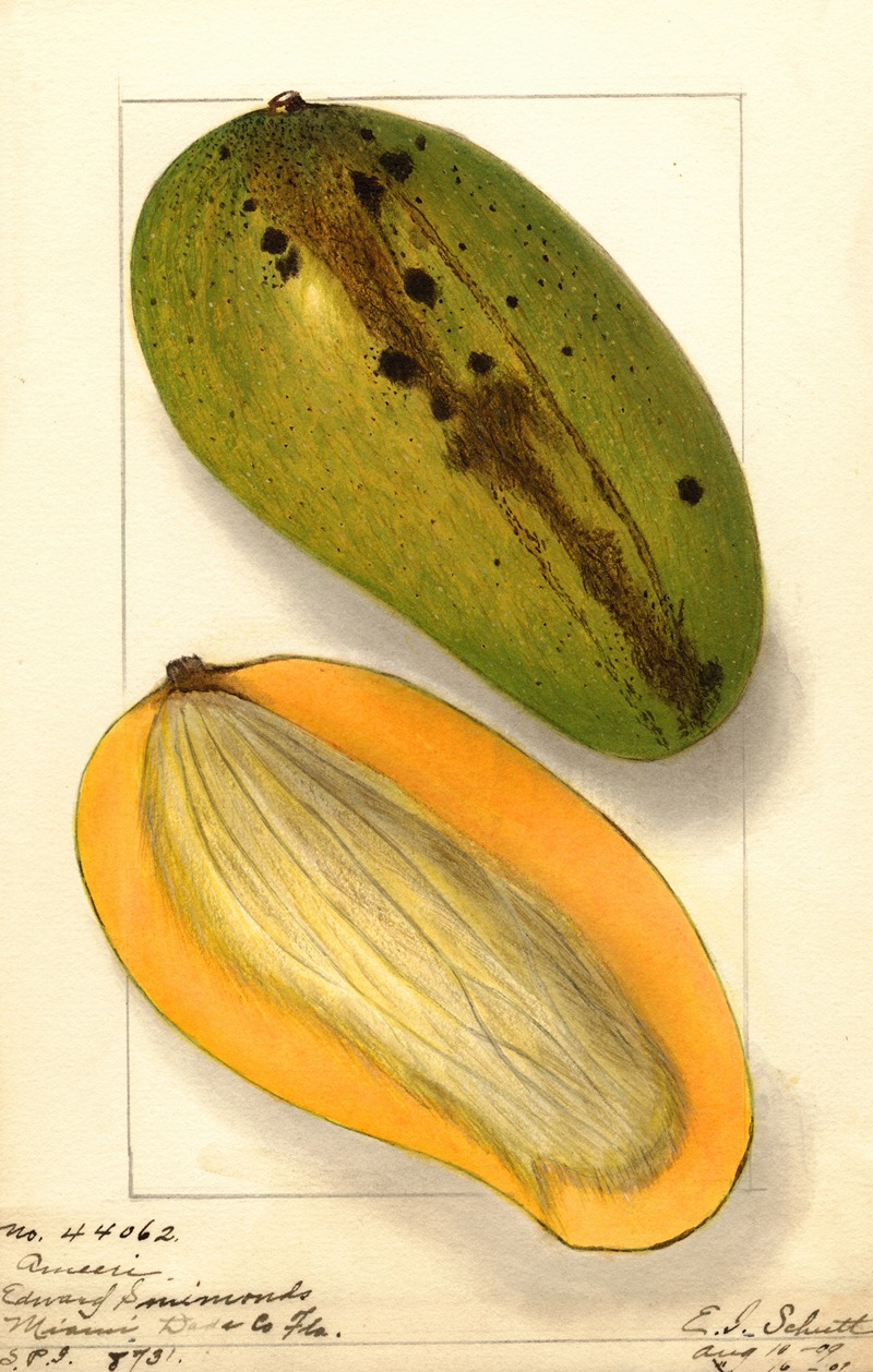 Mangifera indica: Ameeri by Ellen Isham Schutt, 1909 — digital art print download