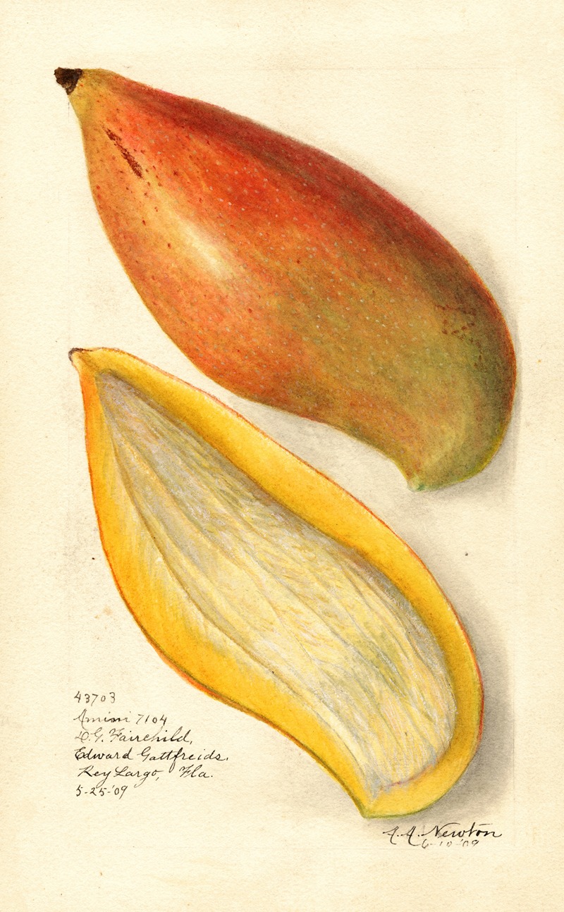 Mangifera indica: Amiri by Amanda Almira Newton, 1909 — digital art print download